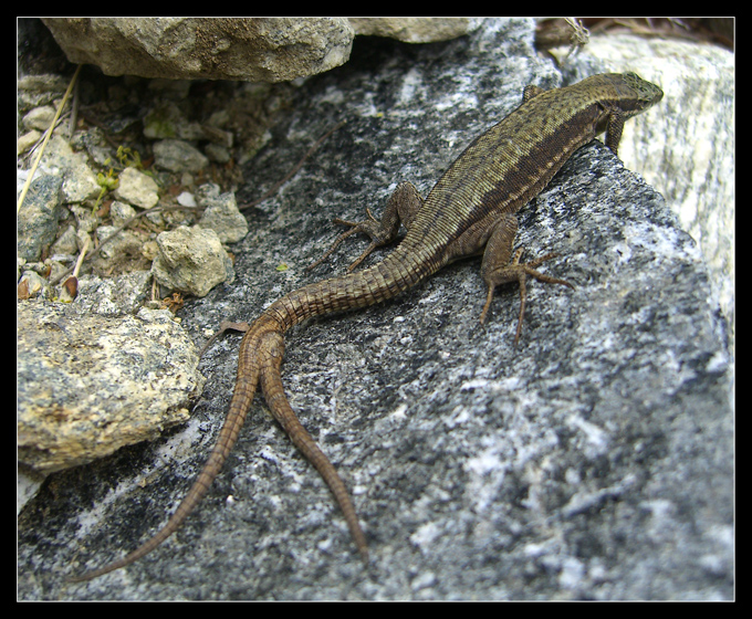 le stranezze della natura