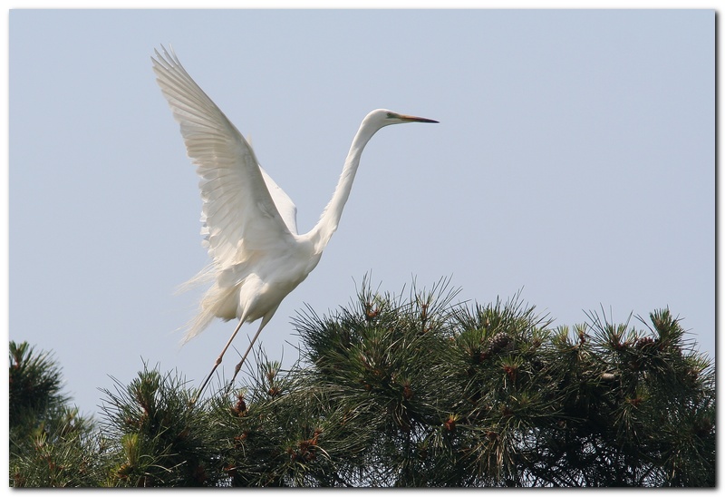 Airone Bianco