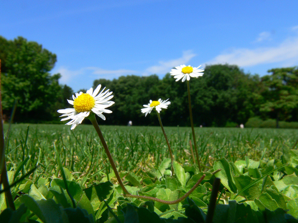 la natura vista dal basso