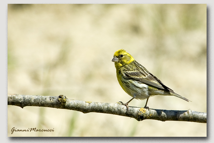 Rapaiolo (in dialetto)