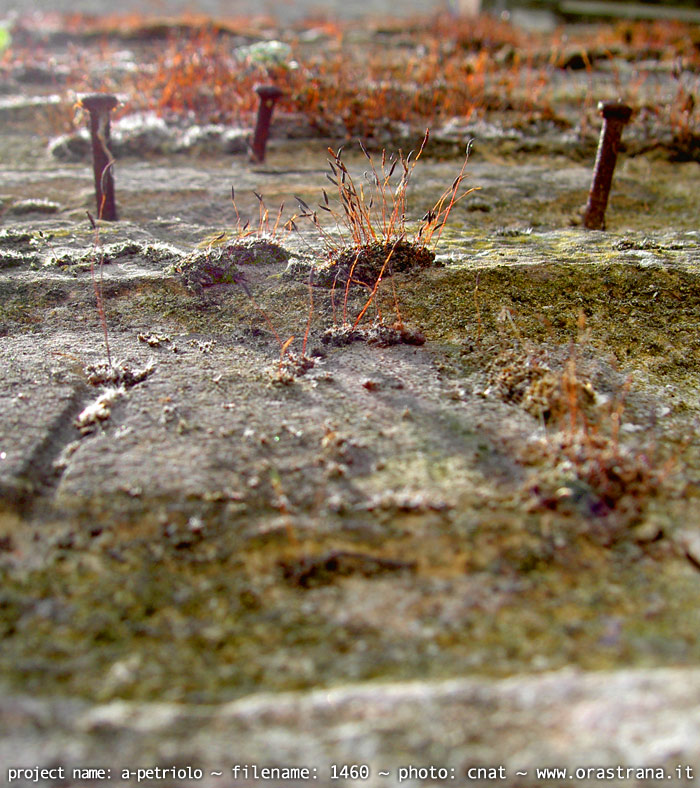 2006-06-10_1460 - a-petriolo