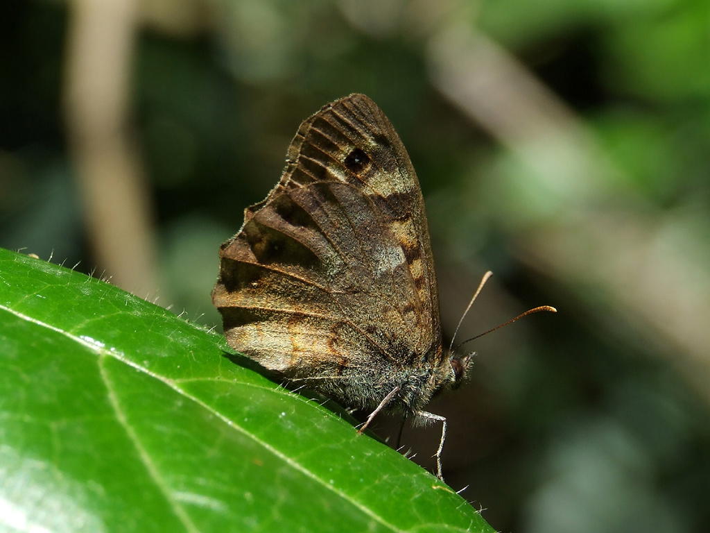 butterfly (riviera del conero)