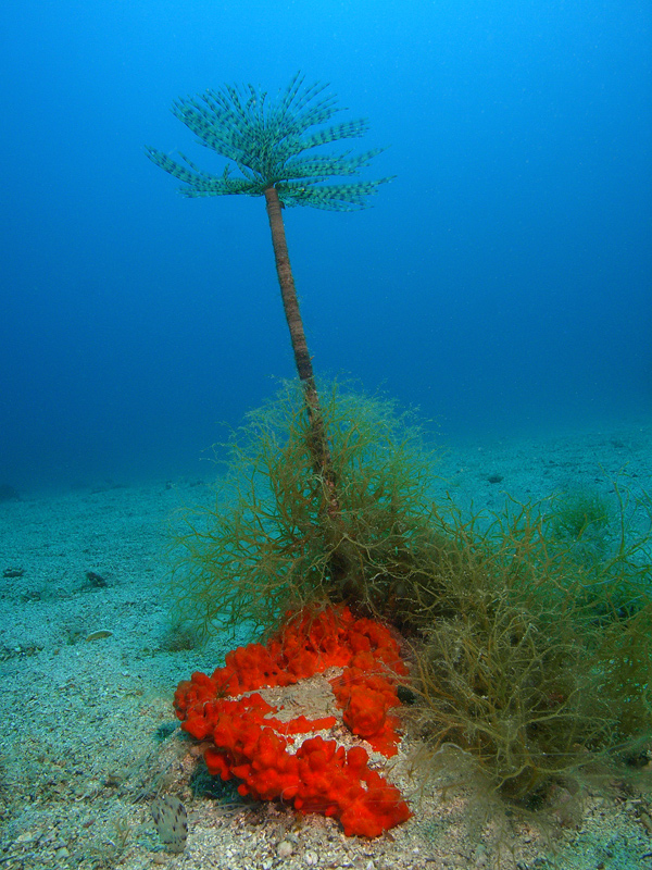 Sabella spallanzanii