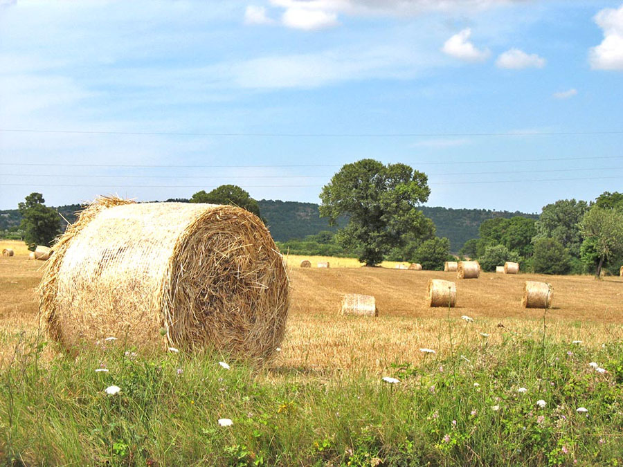 Campo di fieno