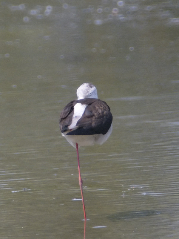 Pennichella del Cavaliere