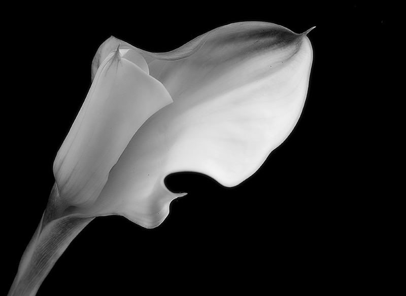 calla