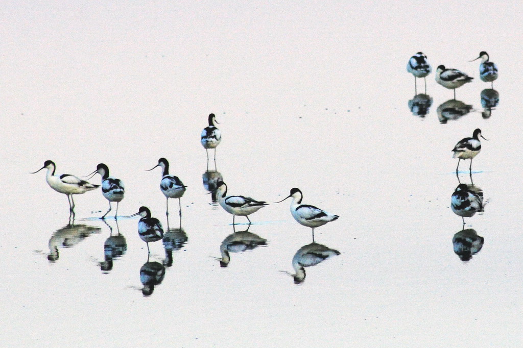 12 piccole....Avocette