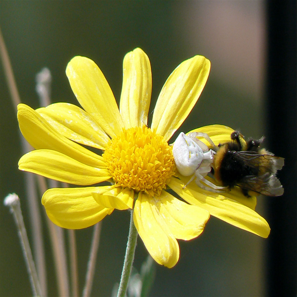 piccolo ma micidiale