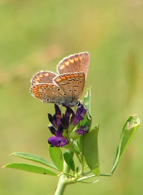 La prima farfalla...
