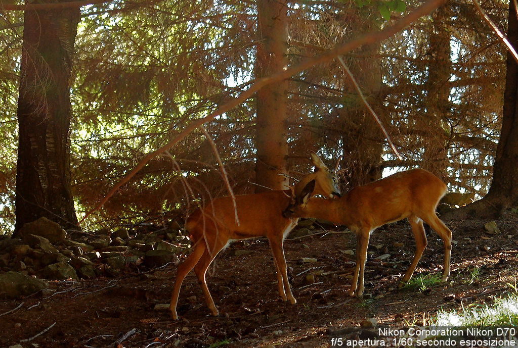 nel segreto dei boschi