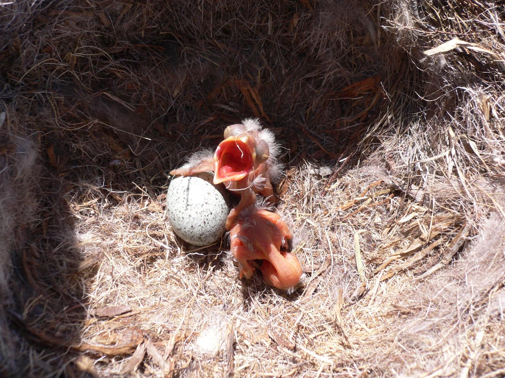 Nido realizzato in posto un p� particolare...