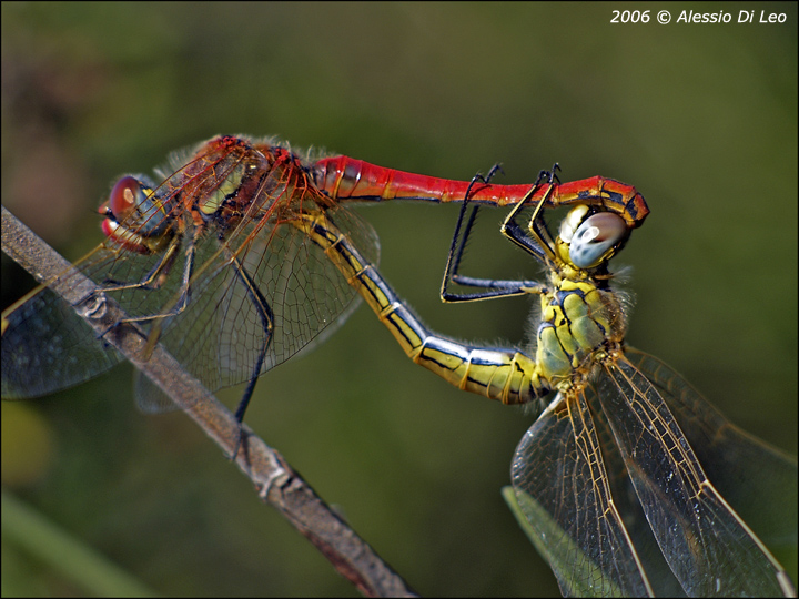 Accoppiamento Sympetrum fonscolombei