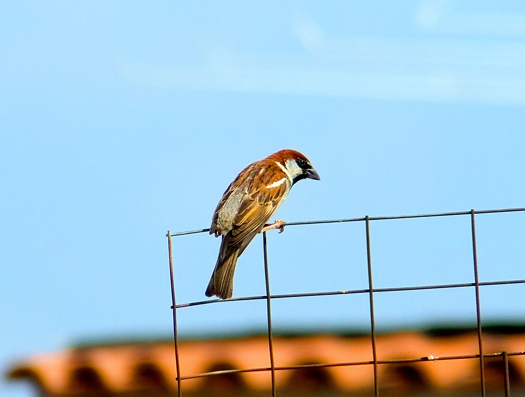 Il passero solitario