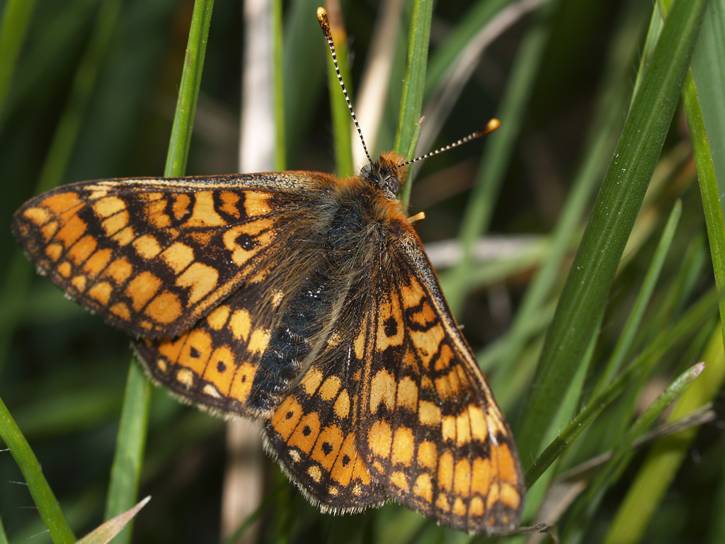 Euphydryas aurinia 3