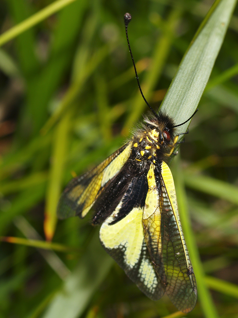 Libelloides Coccajus 2