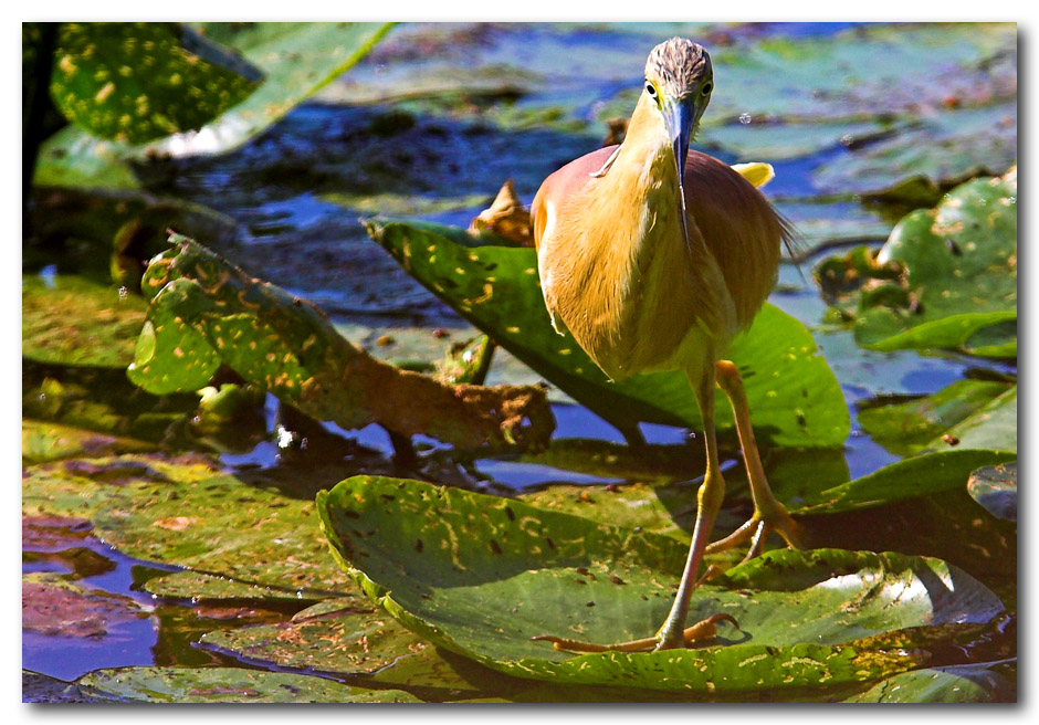 modello sgarza ciuffetto