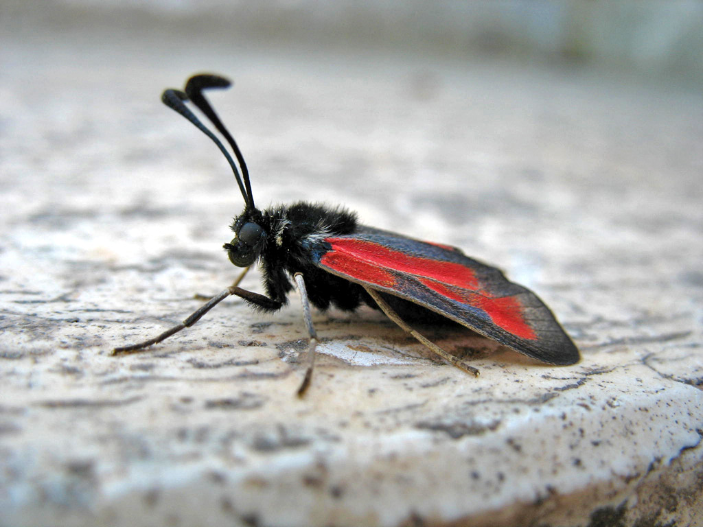 Insetto con mantello