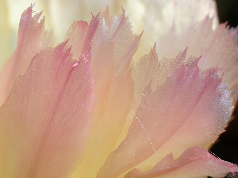 Veli...(contest Fragile)