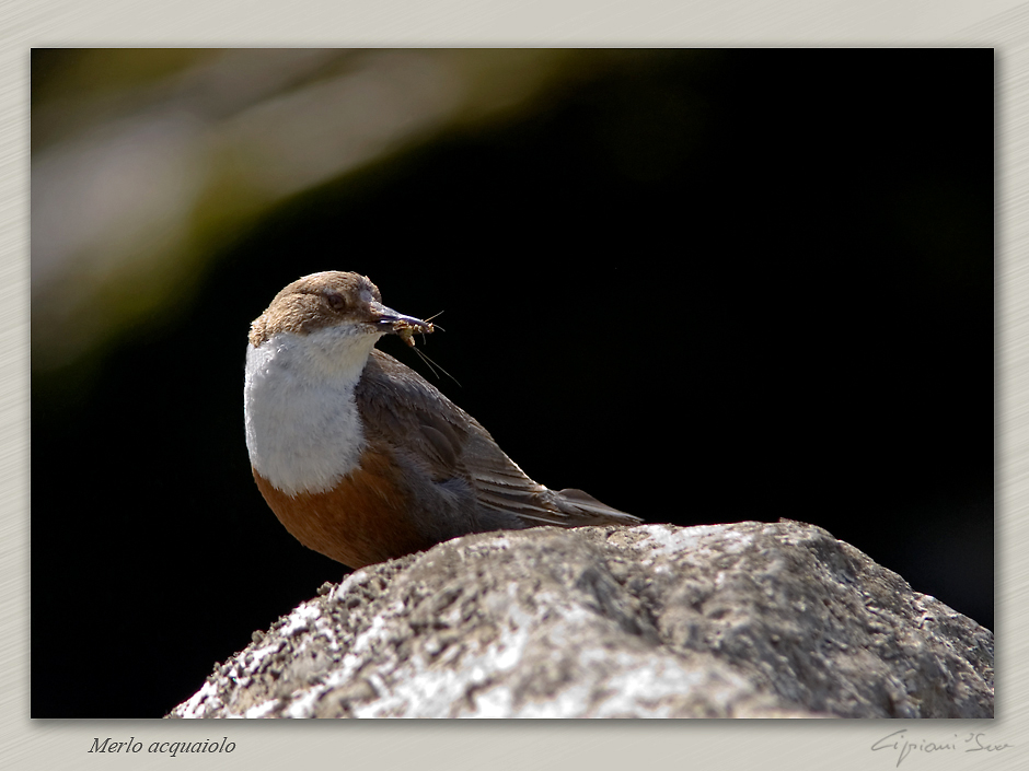 Merlo acquaiolo con imbeccata.