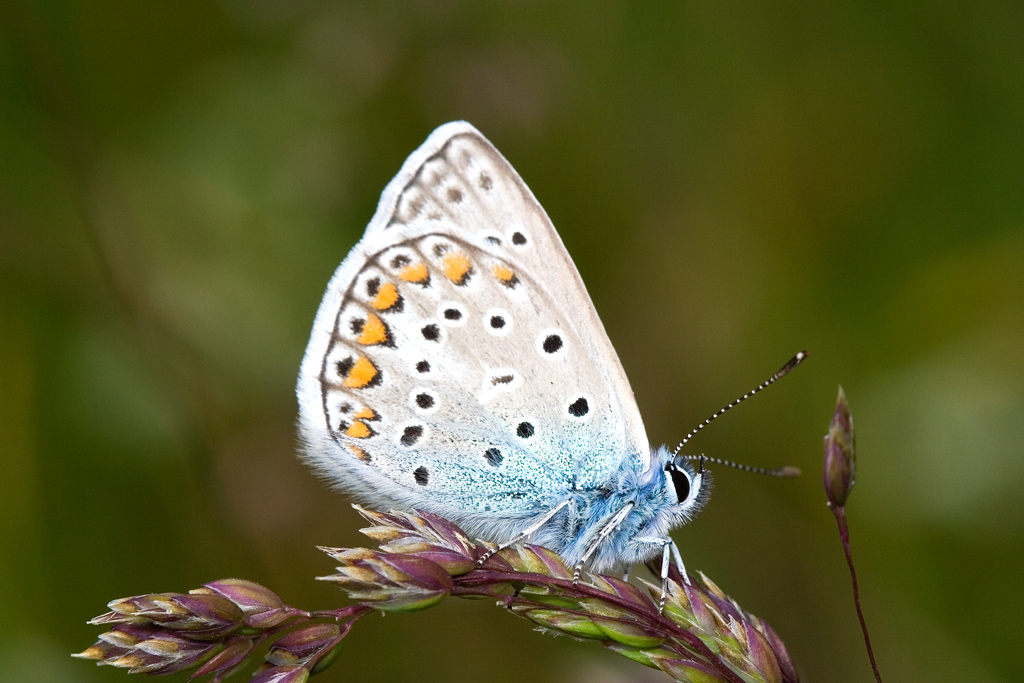 Finalmente una Farfalla!