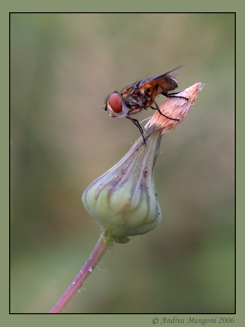 Mosca...dormiente (Ectophasia crassipennis)