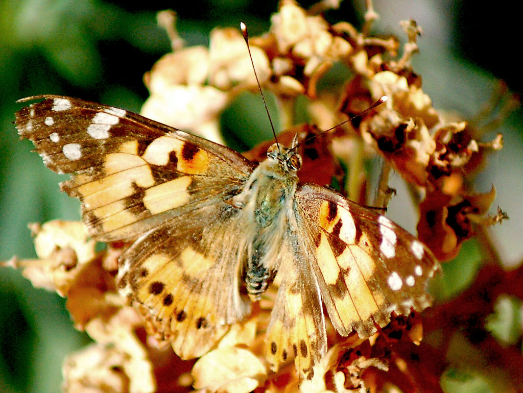 Old Butterfly 1