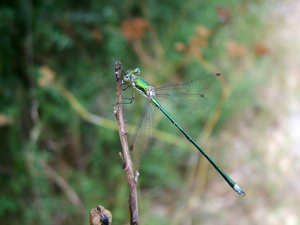libellula