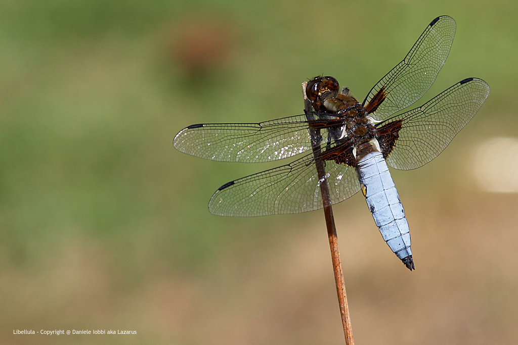Libellula