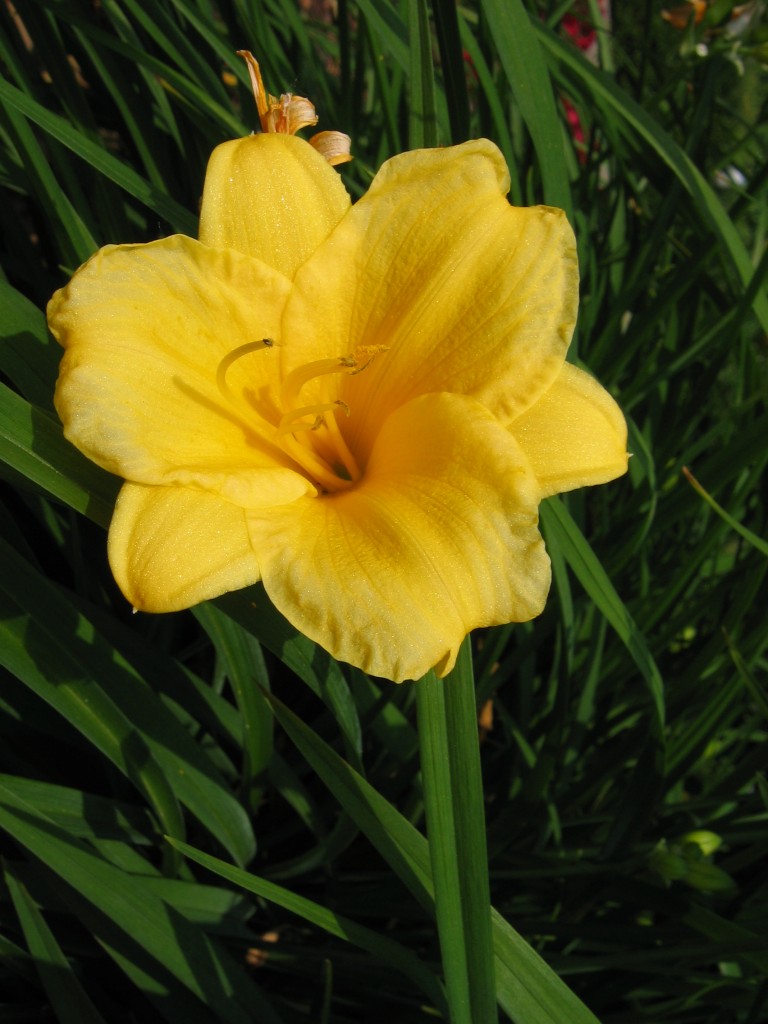 girando per il giardino dei nonni...