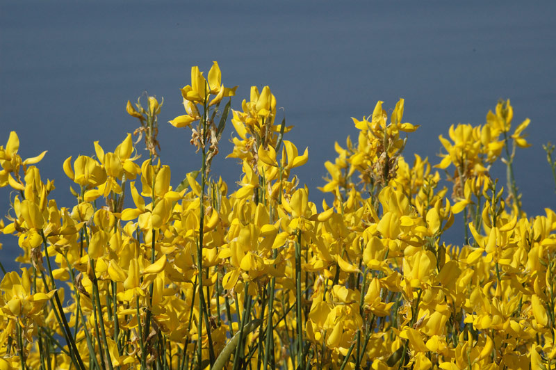 La ginestra sul cortile