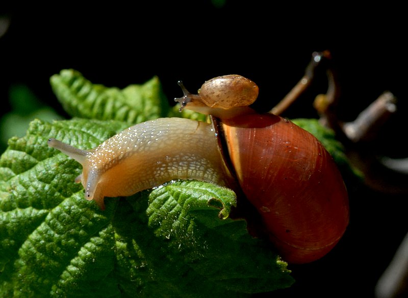 Mamma e baby lumachina...