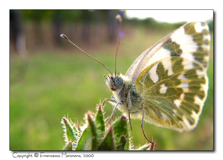 Meirtato riposo...(farfalla)