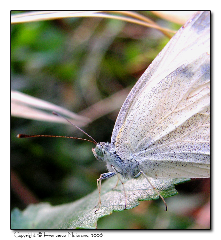 Con la coda dell'occhio...