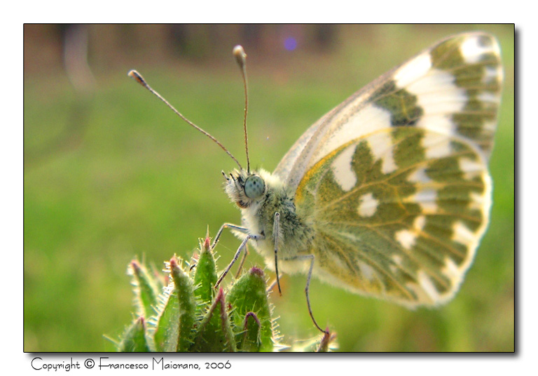 Lo so che sono bella