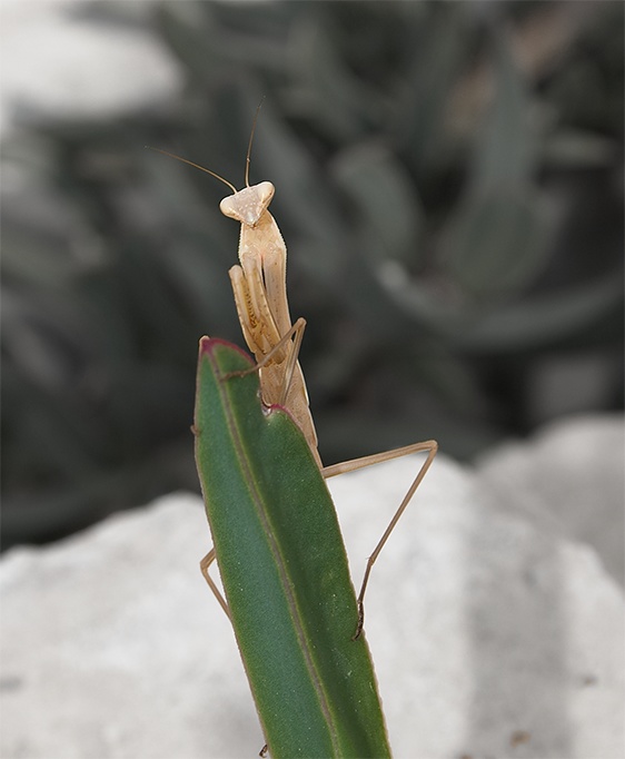 Mantis