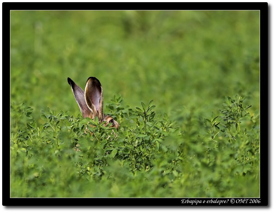Erbapipa o erbalepre?