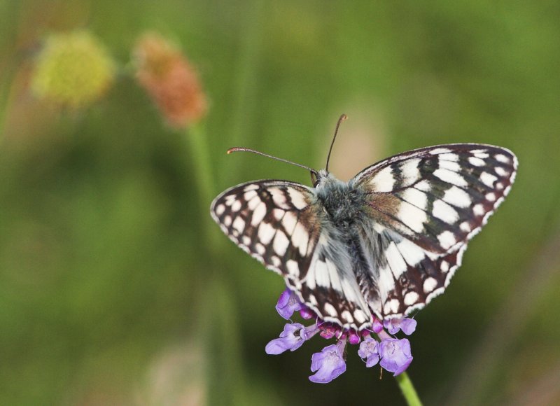 farfallina che guarda e mangia!!!