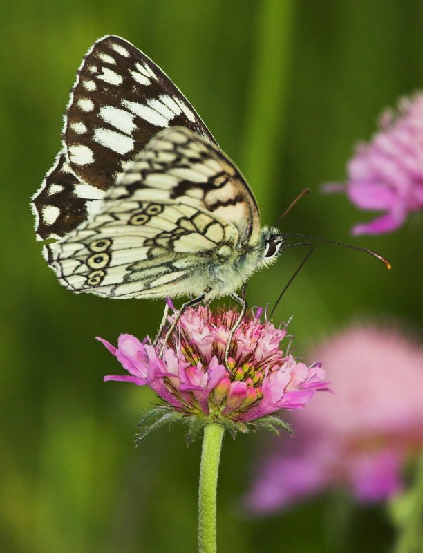 quadretto farfallina!!!