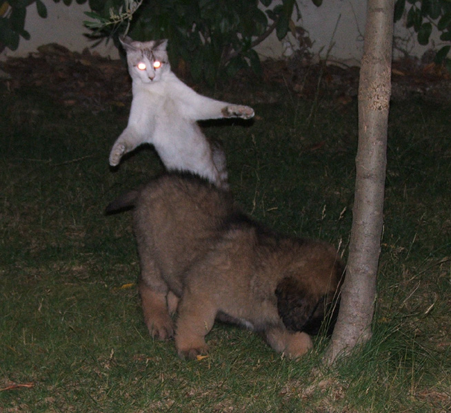 il fantasma formaggino