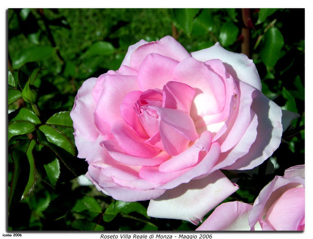 Roseto Villa Reale di Monza - Maggio 2006