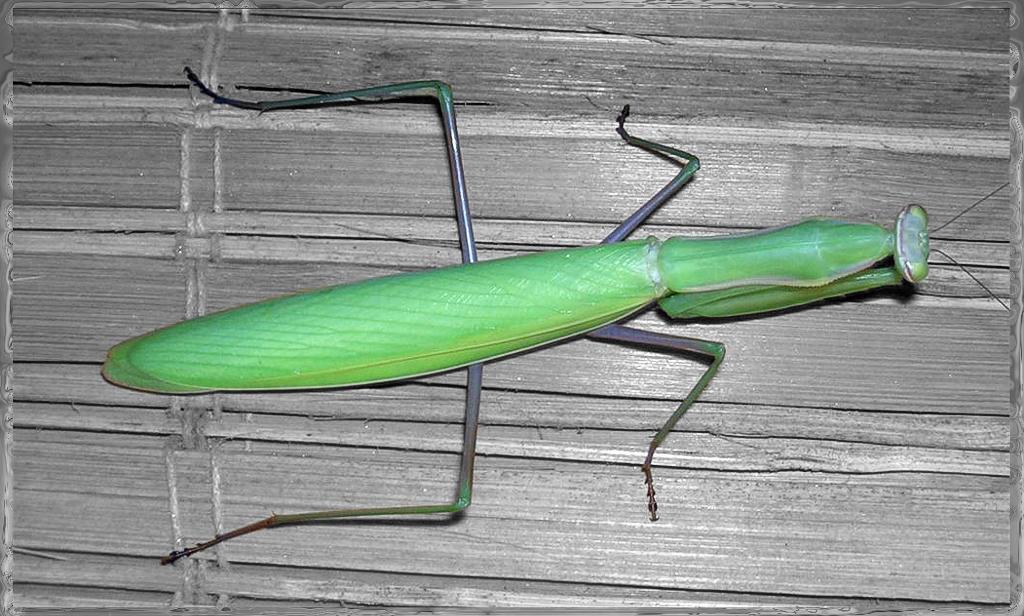 cp2100 (mantide religiosa)