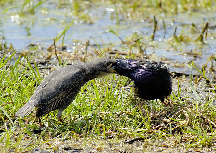 Passaggio di Consegne