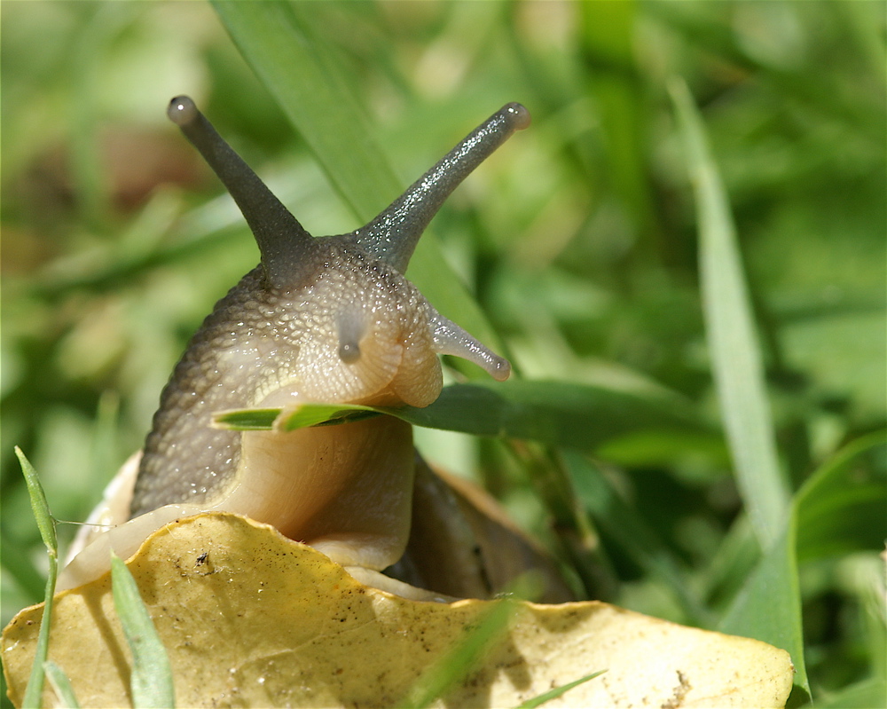 il pranzo della lumaca