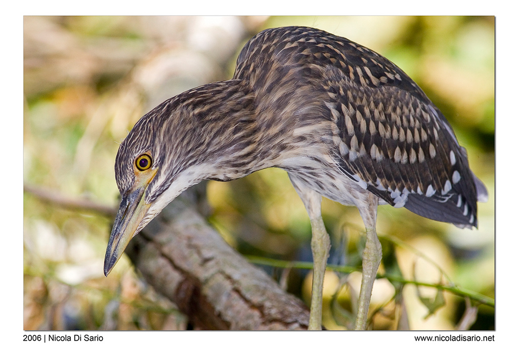 Nitticora giovincella