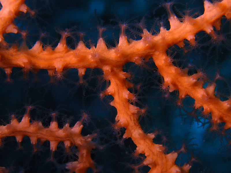 Se mangia uno mangiano tutti