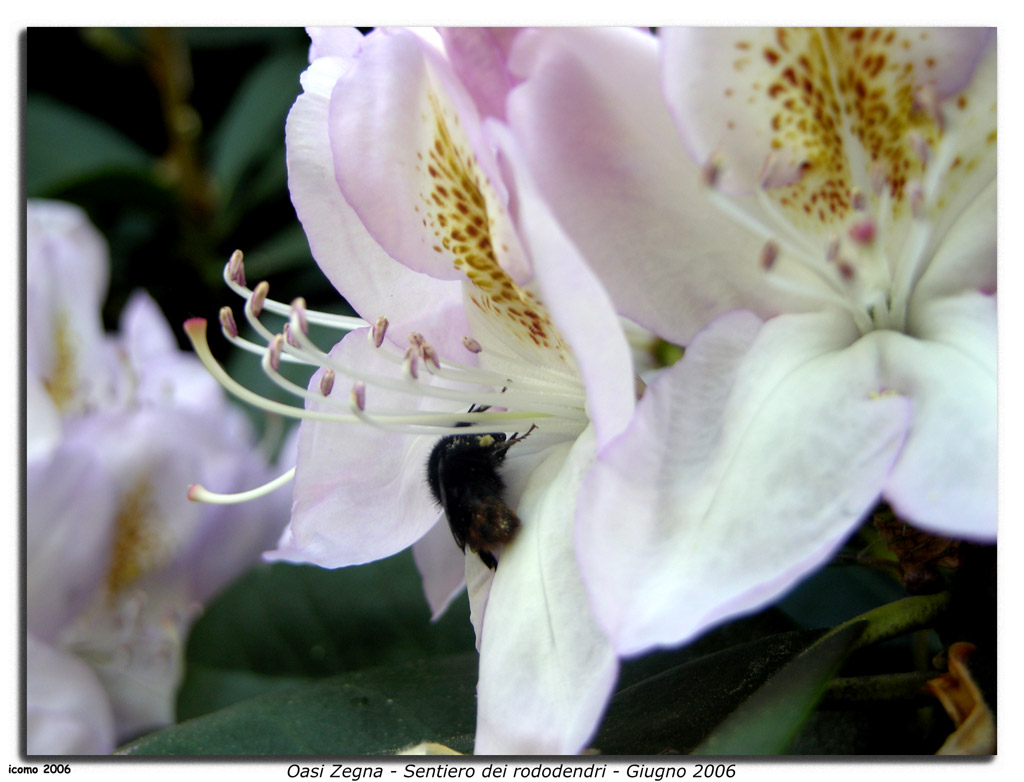 Oasi Zegna - Sentiero dei rododendri - Giugno 2006