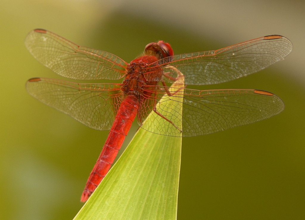 LIBELLULA
