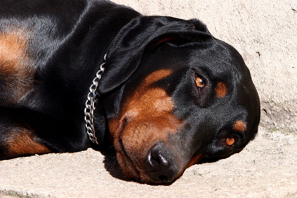 Zelda la mia cagnolina