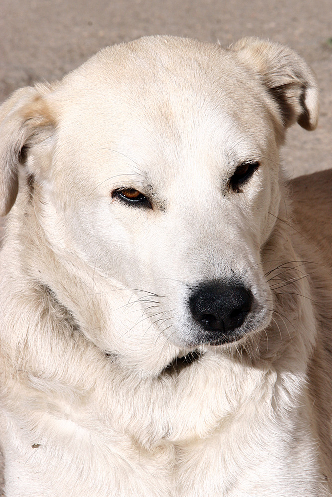 White il mio 2�cane