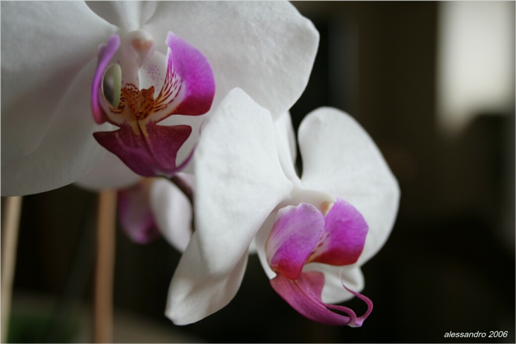 Orchidea